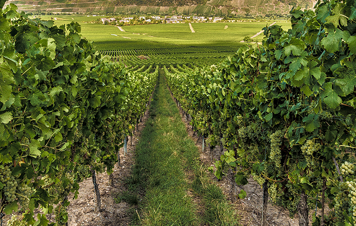 pfalz 0000 iStock 1134442931 pfalz 0000 iStock 1134442931 | Silkes Weinblatt