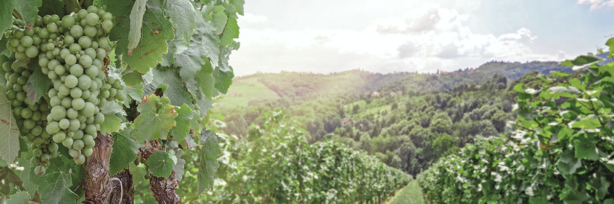 Wein des Monats Mai