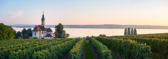 Weinreben und kleine Kirche vor dem Bodensee 