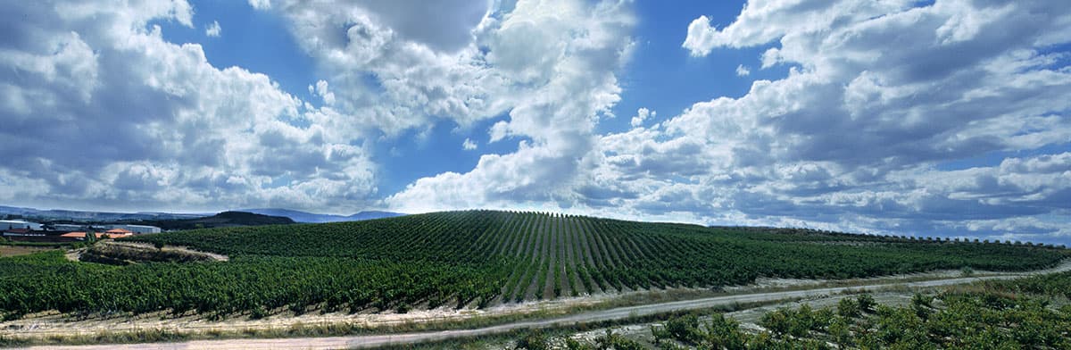 Bodegas Valdemar Weinberge