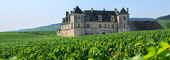 Weinberg im Burgund