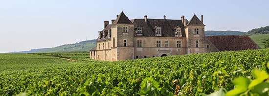 Weinberg in Frankreich