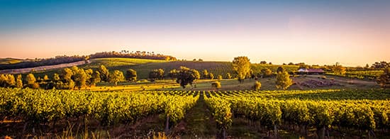 Weinberg in Frankreich