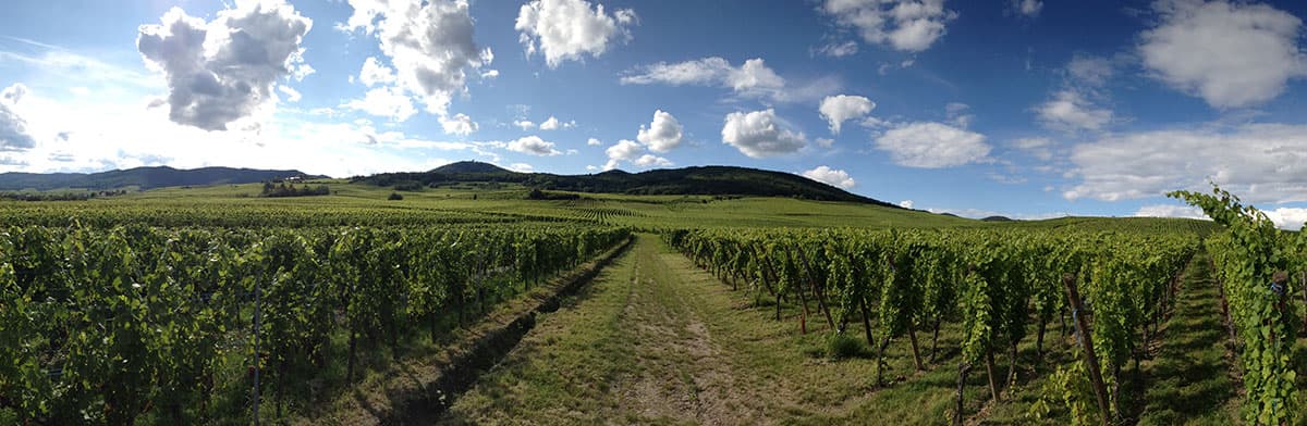 Weinberge in Frankreich