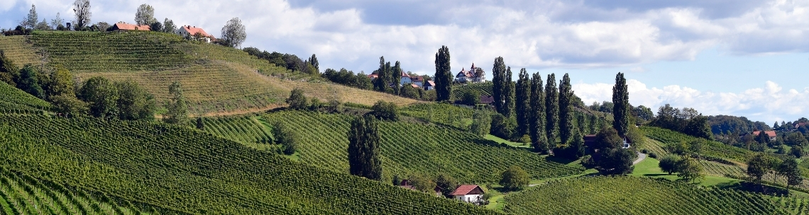 Weinberg Landschaft in der Südsteiermark, Österreich