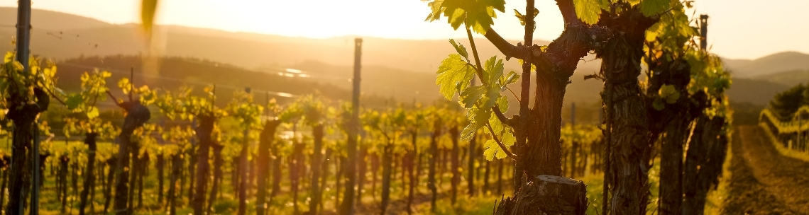 Weinreben im Kamptal bei Sonnenuntergang
