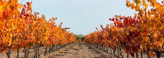 Weinreben in Spanien