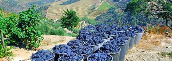 Rote Weintrauben in vielen Eimern vor den Weinbergen im Douro Tal