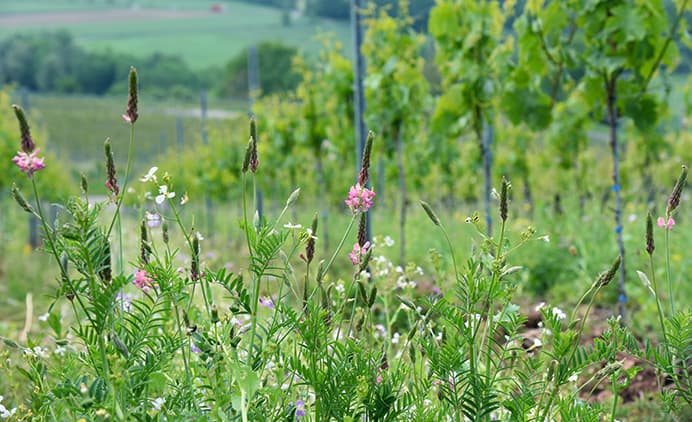 fair-n-green-weinblatt-magazin