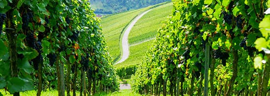 Weinberge in den Franken