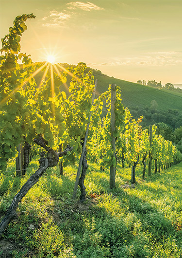Weinreben im Sonnenuntergang
