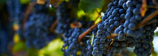 Rotweintrauben an Rebe