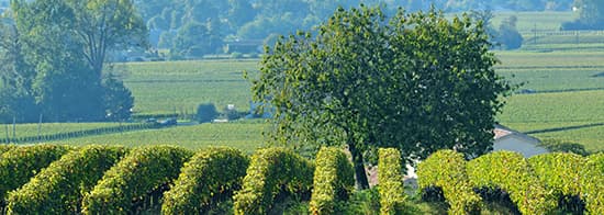Weinberg mit Rebreihen im Vordergrund