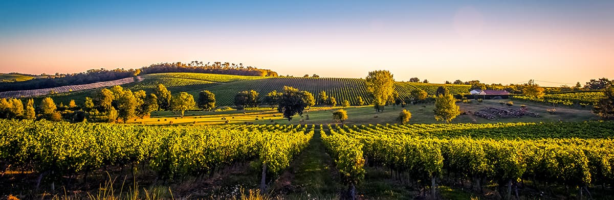 Weinberge in Bordeaux