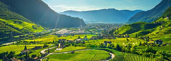 Panorama von Südtiroler Weinbergen