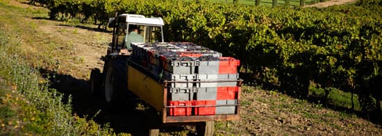 Traktor fährt durch Weinberg