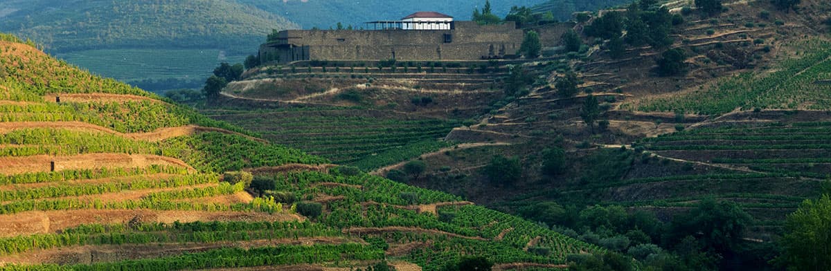 Niepoort Weinberge