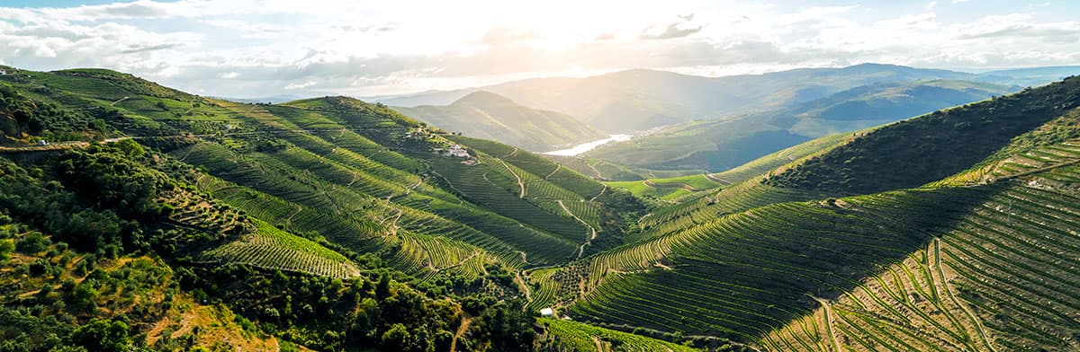 Weinberg im Douro