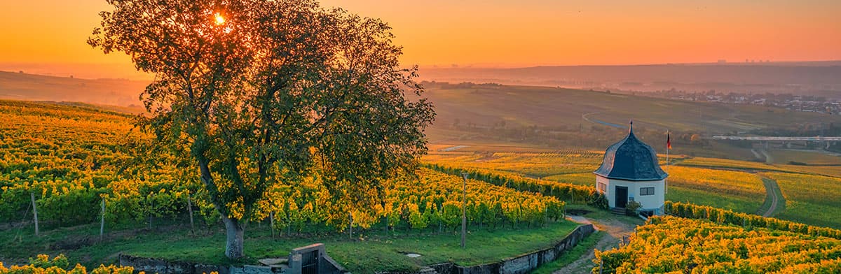 Rheingau Weinberge