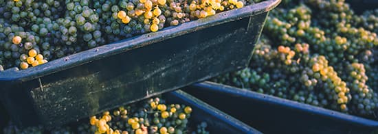 Behälter voller weißer Weintrauben