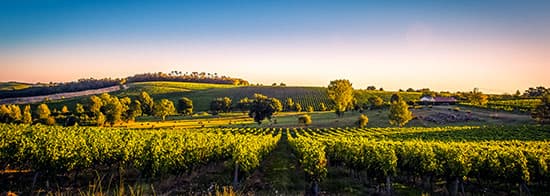 Panorama eines Weinberges in Frankreich