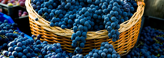 Rote Weintrauben in einem Korb