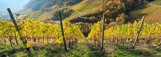 Rebenlandschaft