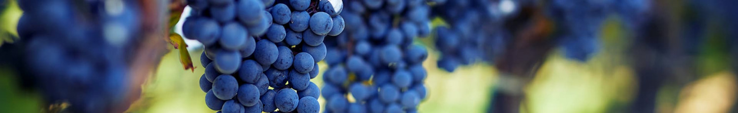 Carignan