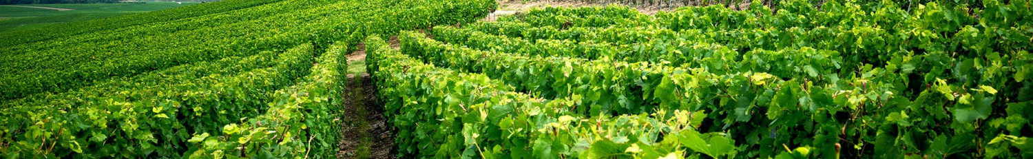 Louis Roederer Champagner