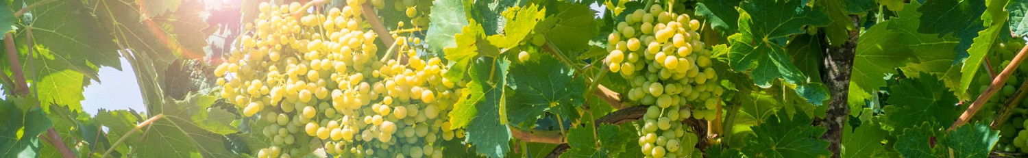 Deutsche Sauvignon Blanc