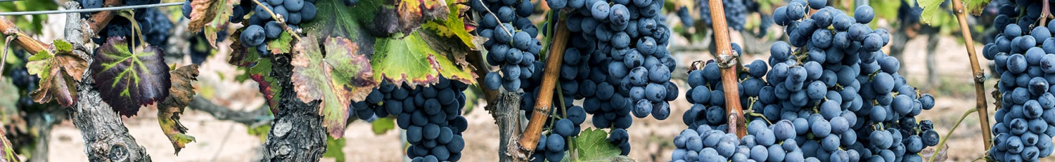 Italienische Nebbiolo Weine