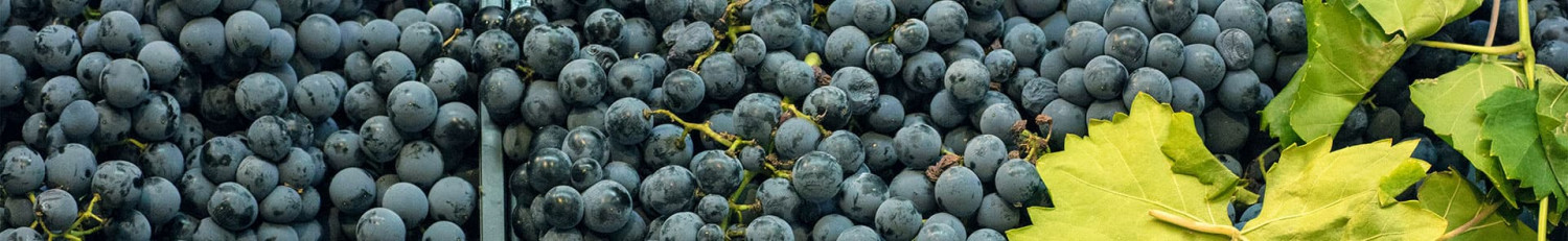 Nero d´Avola Rotweine