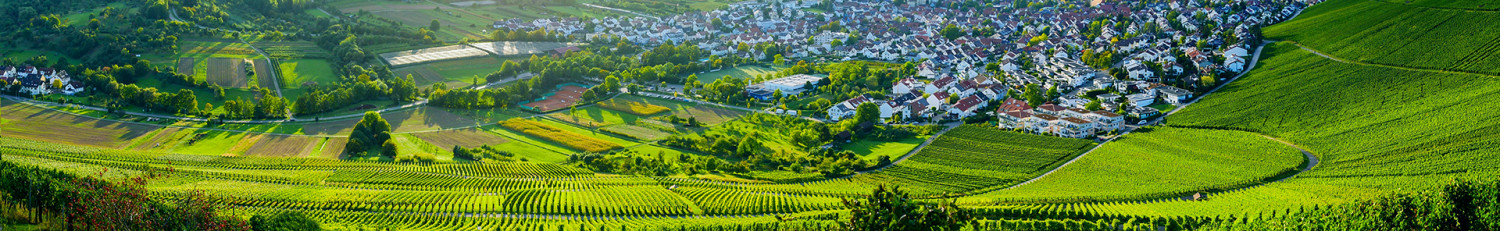 Pfalz Weine
