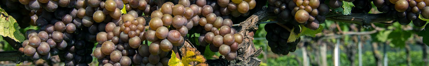 Grenache Gris