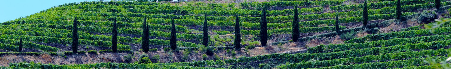 Garnacha Tintorera Weine