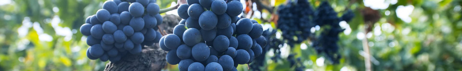 Primitivo