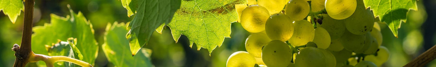 Roussanne