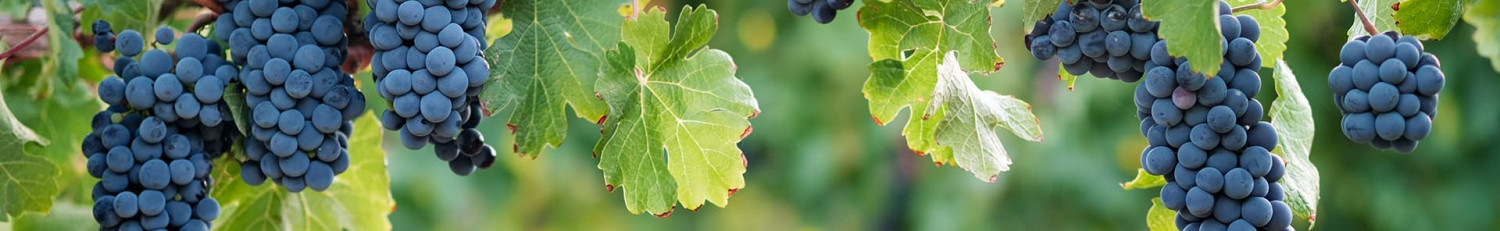 Nero d´Avola