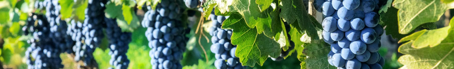 Tempranillo
