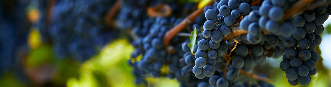 Spanische Carignan