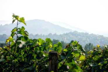Die Pfalz ist eine Region der unterschiedlichen Genüsse. Entdecken Sie jetzt die vielfältigen Weine passend zu den kulinarischen Köstlichkeiten der Region