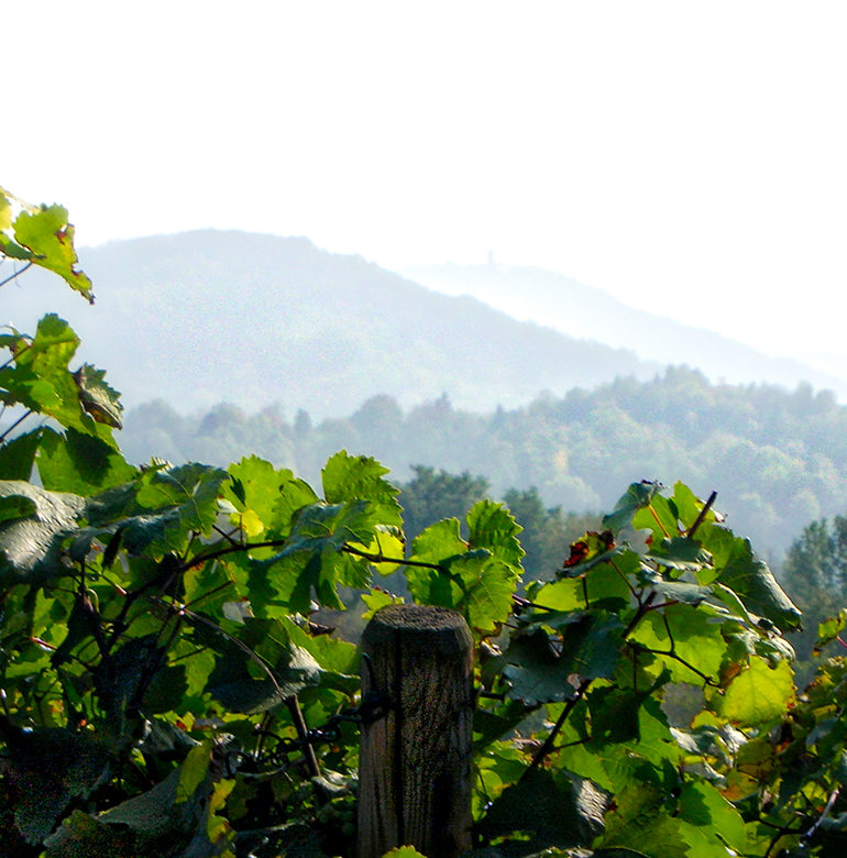 Die Pfalz ist eine Region der unterschiedlichen Genüsse. Entdecken Sie jetzt die vielfältigen Weine passend zu den kulinarischen Köstlichkeiten der Region