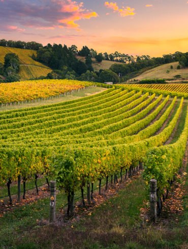 Herausragender Genuss und großartige Traditionsverbundenheit: Entdecken Sie die schonend und natürlich hergestellten Weine vom Weingut von Winning in der Pfalz