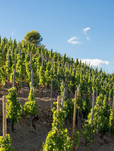 Die Garnacha überzeugt Weinkenner vom trockenen Rotwein bis hin zum komplexen Dessertbegleiter. Entdecken Sie Geschichte, Verbreitung und Aroma der edlen Rebe.