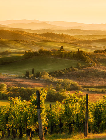 Inmitten der sanften Hügel der Toskana liegt die Heimat des Chianti – einem Rotwein, der den ganzen Zauber Italiens in sich vereint. Mehr über den Chianti erfahren