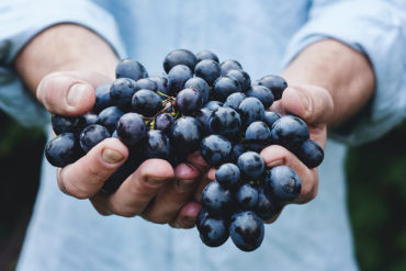 tempranillo besonderer rotwein Wenn es um Spanischen Rotwein geht, steht die Rebsorte Tempranillo weit oben und steht für einen typischen Landes-Vertreter in der Weinwelt. Jetzt mehr erfahren!
