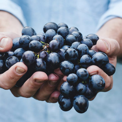 Wenn es um Spanischen Rotwein geht, steht die Rebsorte Tempranillo weit oben und steht für einen typischen Landes-Vertreter in der Weinwelt. Jetzt mehr erfahren!