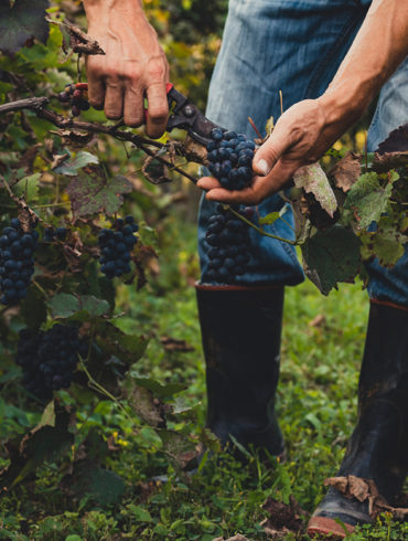 Die Kooperative Cantine San Marzano vereint das Knowhow vieler Winzer und ermöglicht die Produktion von Weinen, die schon einige Preise gewinnen konnten.