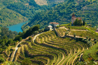 dominio de pingus duero Ein Däne, der einen der besten Weine Spaniens produziert: Peter Sisseck führte mit seinem Flaggschiff-Wein "Pingus" sein Gut Dominio de Pingus zum Erfolg. | KI-generiert