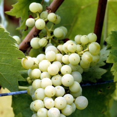Die Rebsorte hat nicht nur in Italien besonderen Status. Weinkenner in der ganzen Welt schätzen die Traube, die auch unter anderen Namen bekannt ist.